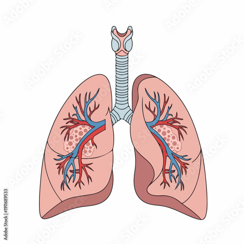 Detailed illustration of human lungs and respiratory system showing internal structure, trachea, bronchi, and pulmonary blood vessels.