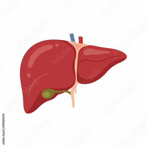 Anatomical illustration of the human liver, showing the organ structure and associated gallbladder on a white background.