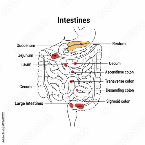 Human Intestines Anatomy Diagram showcasing the structures of the small and large bowel, including the Colon sections and related abdominal organs.