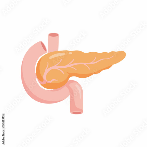 Simplified Pancreas and Duodenum Anatomy Illustration. Human digestive and endocrine organ system diagram isolated on a white background.