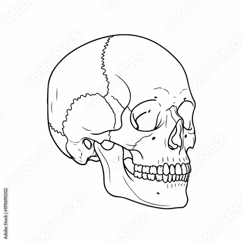 Black and white line art vector illustration of a detailed human skull showing anatomical features in profile view, isolated on white.