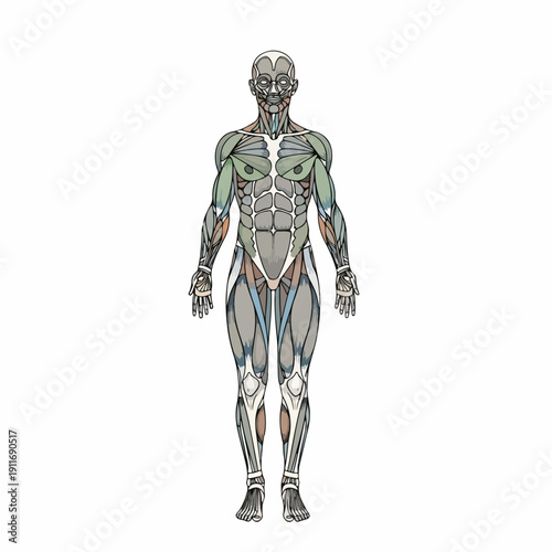 Stylized anatomical illustration of the full human body muscle system showing anterior view for medical and fitness education, isolated on white background.