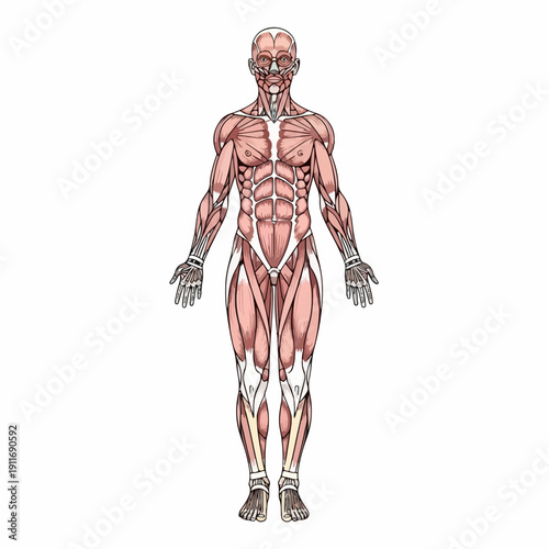 Human Muscular System Anatomy Diagram: Full body anterior view illustration showing superficial skeletal muscles for medical education and fitness reference.