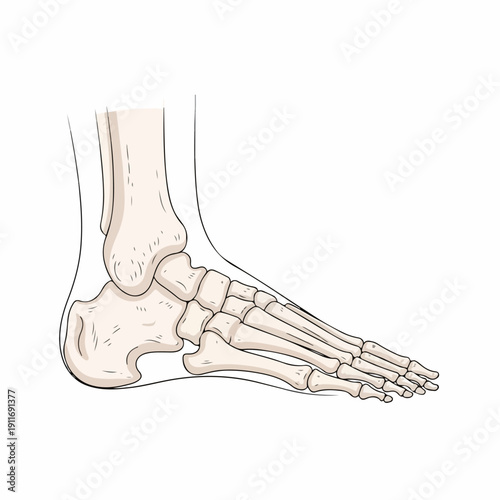 A detailed anatomical illustration of the human foot skeleton structure, showing the ankle, tarsal, metatarsal, and phalange bones in profile view.