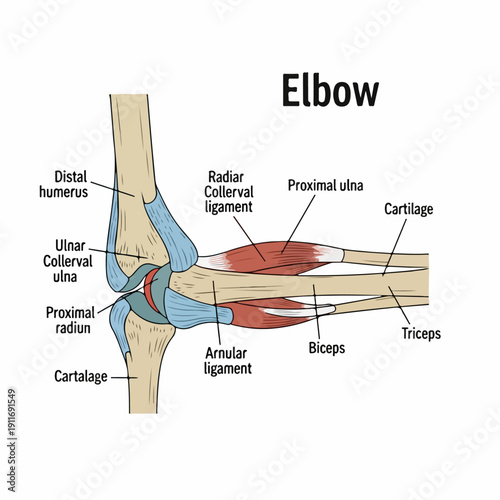 Detailed Diagram Illustrating the Anatomy of the Human Elbow Joint Structure with Bones, Ligaments, and Muscles Labeled.
