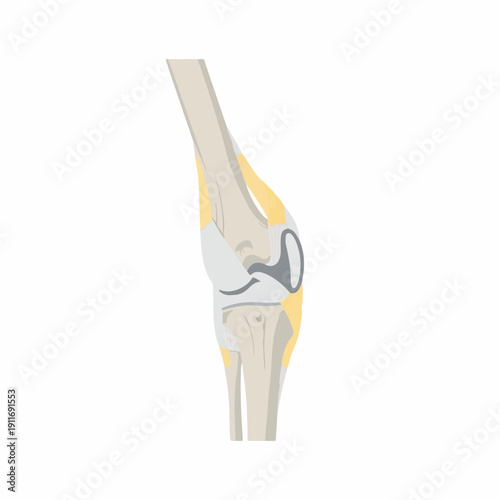 Simplified anatomical cross-section illustration of the human knee joint structure, highlighting bones, cartilage, and ligaments for medical education.
