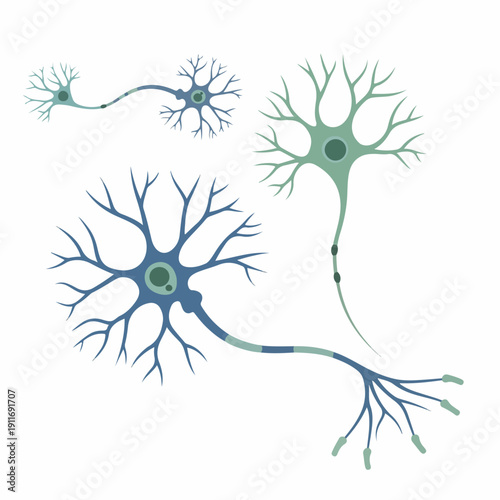 Stylized illustration of various types of human neurons (nerve cells), including the cell body, dendrites, and axon, set against a white background.