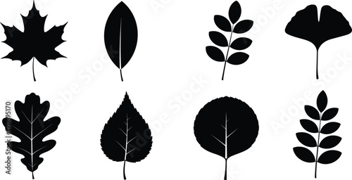 Collection of black leaf silhouettes set with various tree leaves including maple oak ginkgo and birch isolated on white background