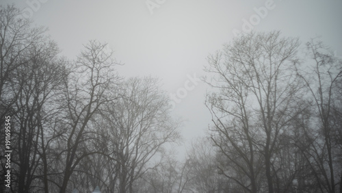 foggy mystical winter city park.