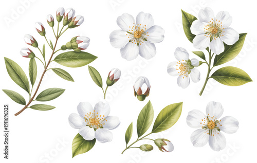 White watercolor jasmine flowers with leaves. Elegant botanical watercolor jasmine set for textile print.