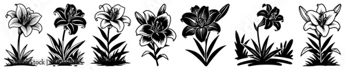 Elegant collection of lily flowers with detailed petals and leaves in engraving line art style
