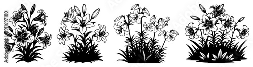 Detailed black and white silhouettes of blooming lily flower clusters for floral designs