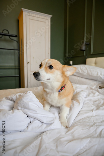 Obraz na płótnie A red corgi sits on a white bed in a hotel room