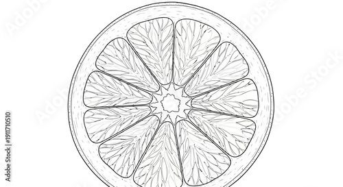 Black and white sketch of a citrus fruit slice.