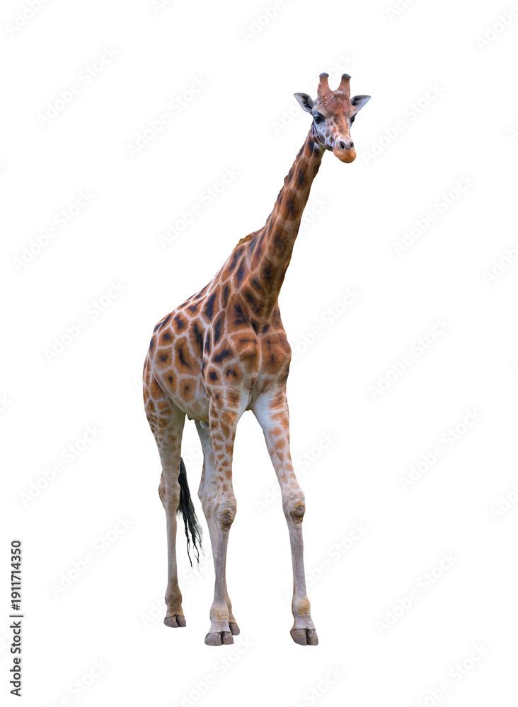Fototapeta premium Giraffe isolated on white background