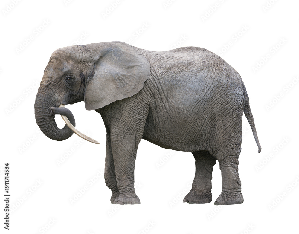 Fototapeta premium African elephant isolated on white background