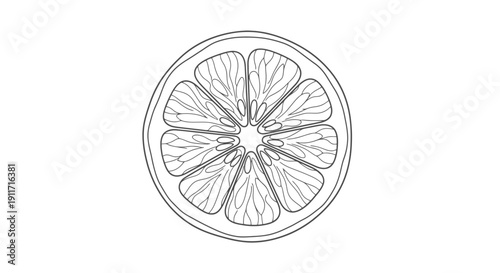 Detailed Line Drawing of a Citrus Fruit Slice.