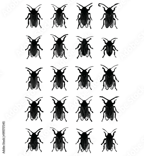 Comparative Plate of European Pentatomidae and Related Hemiptera 2