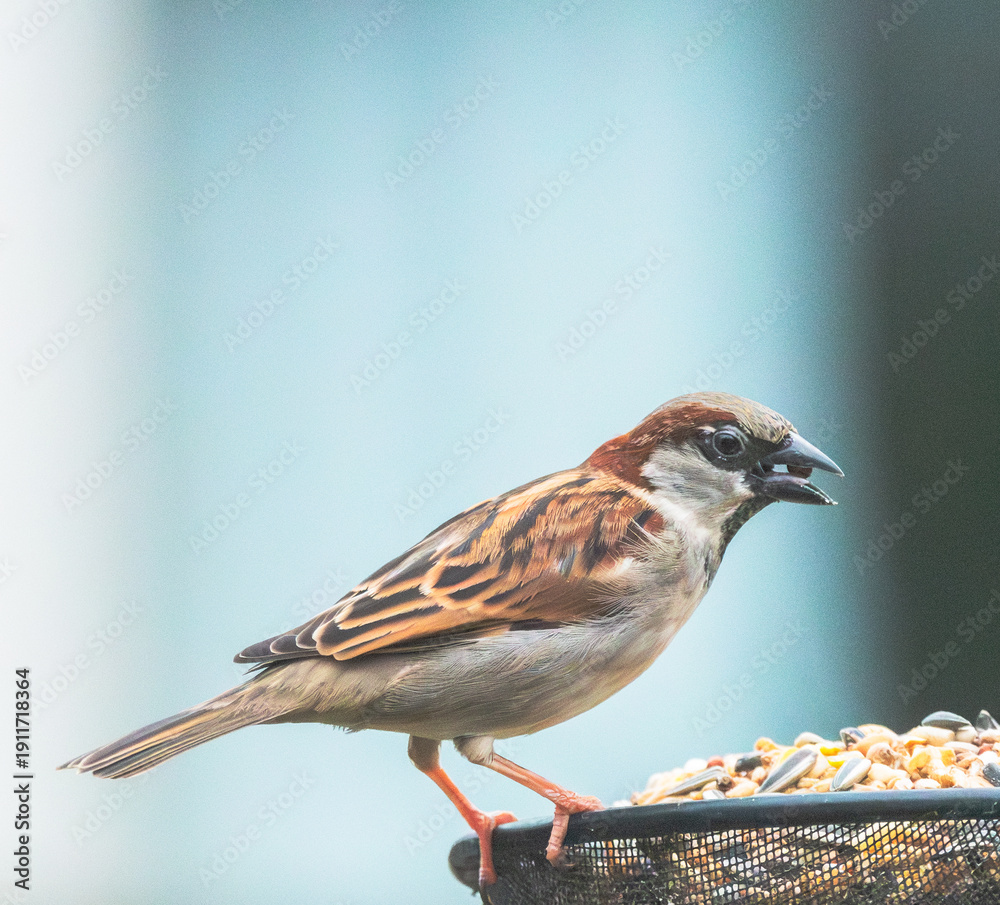 Fototapeta premium sparrow on a branch