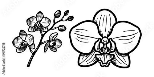 Hand-drawn orchid Phalaenopsis flowers with bold ink lines in sketch style on white background, representing botanical art and floral illustration concept