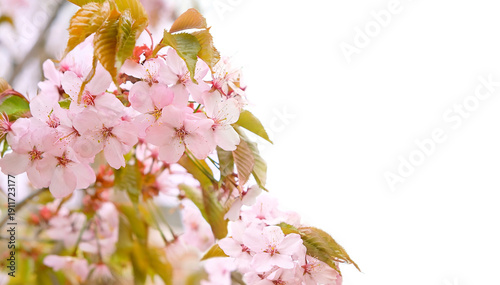 branches of pink sakura flowers close up, spring bloom gentle nature image. Sakura blossoms, symbol of love, romance, beauty. beautiful aesthetic delicate floral nature background. copy space