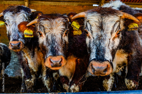 cows in the farm