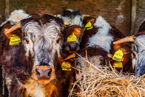 English Longhorn Calves 1