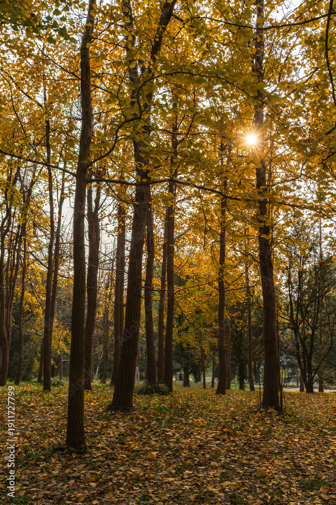 Fototapeta premium Shanghai Gongqing Forest Park