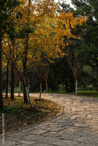 Photography Shanghai Gongqing Forest Park