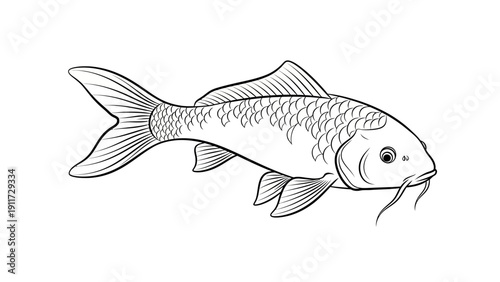 Koi fish illustration on white background for design and decoration