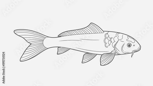 Outlined koi fish illustration on white background vector design