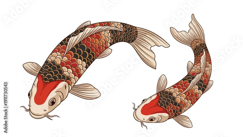 Two decorative koi fish illustration on white background design elements