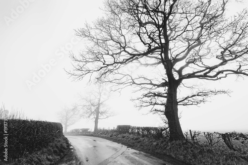 lonely tree on a road