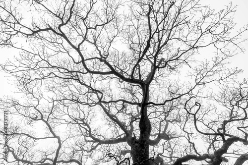 silhouette of a tree in the fog