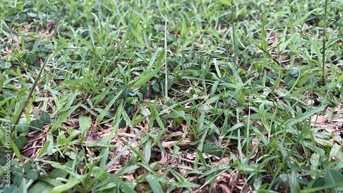 Green grass close-up showing lush natural blades mixed with clover and dry thatch, providing a vibrant outdoor background or texture.