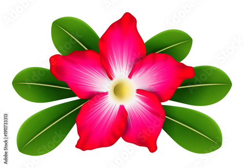 Φωτογραφία Desert rose flower with lush green leaves
