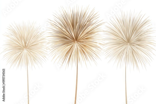 Three Golden Firework Bursts Against a Clear White Backdrop Creating a Festive Celebratory Atmosphere with Dynamic Explosions and Ornate Radial Patterns for Special Occasions