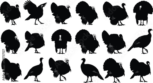 Collection of turkey silhouettes in various poses, black vector farm bird illustrations isolated on white background for hunting and agriculture design