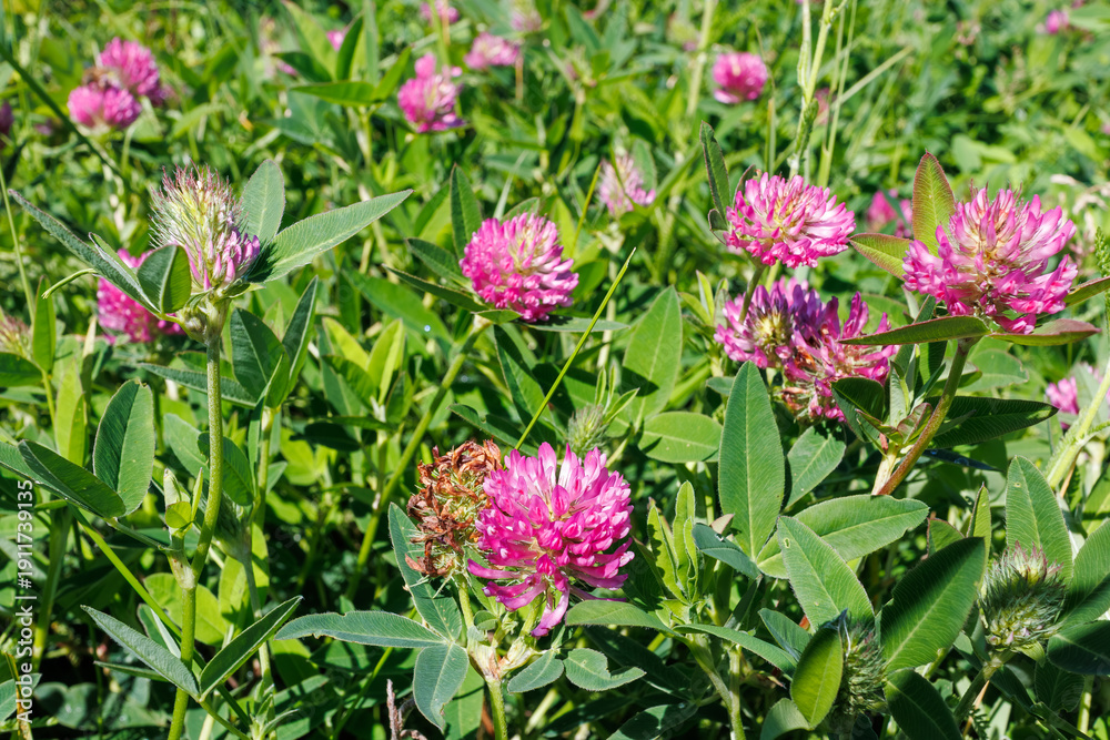 Fototapeta premium Blooming Red Clover Flowers in Sunny Meadow