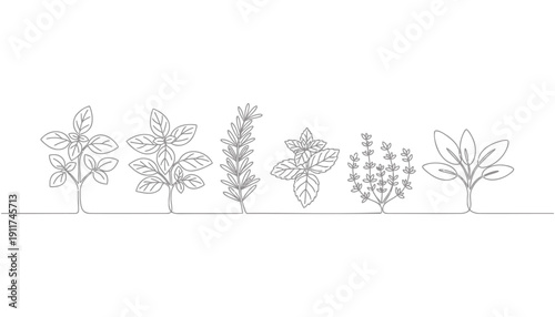 Vector illustration of six different plant species in a line, isolated on white background