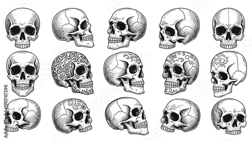 Collection of fifteen detailed human skulls illustrations in various views and dissections on white background.