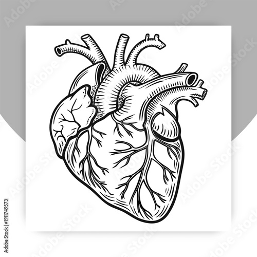 Anatomical Human Heart Illustration – Hand Drawn Medical Anatomy Line Art,