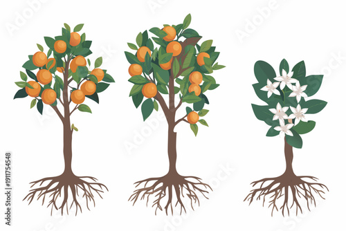 Illustration of orange tree growth stages from fruit bearing to flowering