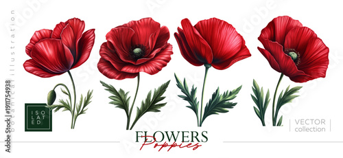 Isolated illustrations of poppies are perfect for creating stunning floral designs. Illustrations in the style of vintage painting and botanical illustration, Vectorized gouache illustrations.