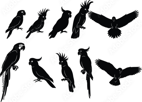 Set of black parrot and cockatoo silhouettes in flying and perched poses, tropical exotic bird wildlife icons isolated on white background, vector.