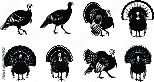 Turkey bird silhouettes collection with detailed feathers and fan tail display isolated on white background, wildlife vector set for design