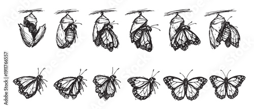 A sketch-style illustration depicting the life cycle of a butterfly, from chrysalis to fully formed insect. Ideal for educational materials, nature-themed designs, and illustrating growth concepts.
