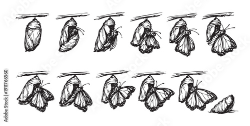 Hand-drawn vector illustration showing butterfly metamorphosis stages, from pupa to winged insect. Ideal for educational materials, science textbooks, or illustrating growth & transformation concepts.