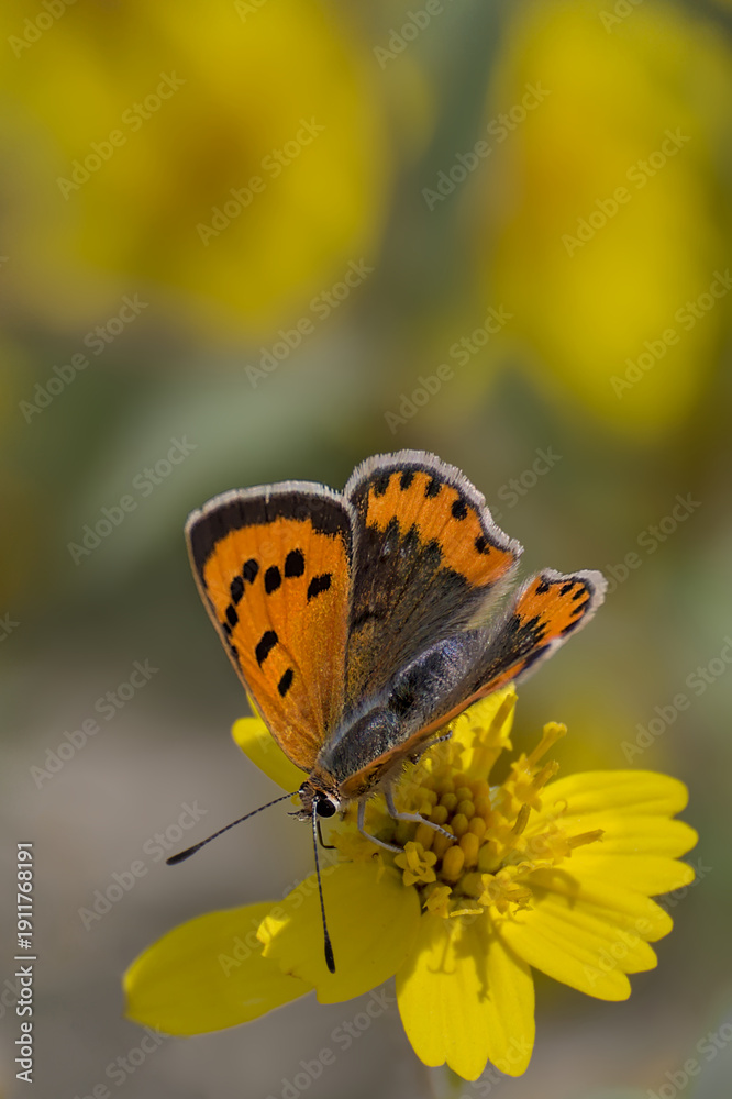 Obraz premium Macro close-up of a small copper butterfly (Lycaena) feeding on a bright yellow flower, shallow depth of field with soft natural bokeh and copy space.