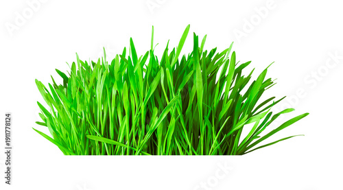 Photography Lush green grass tuft with mirror reflection isolated on transparent background